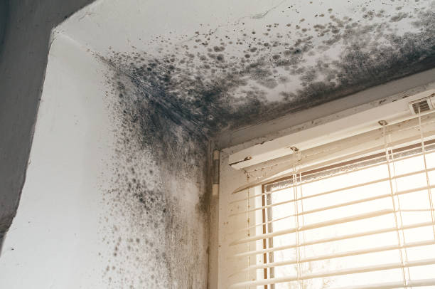 Affordable Basement Mold Removal solutions in New Milford, NJ